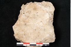 Foto (Detailansicht) von Populus tremula L. (NHMW-GEO-2024-0188-11313)